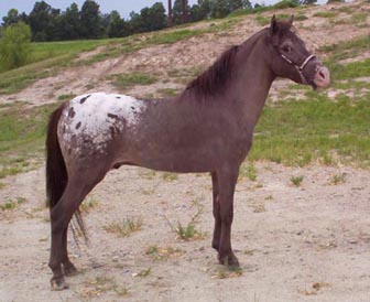 horse standing square